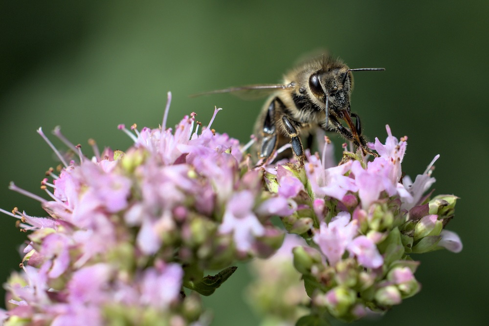Bee on wild marjoram