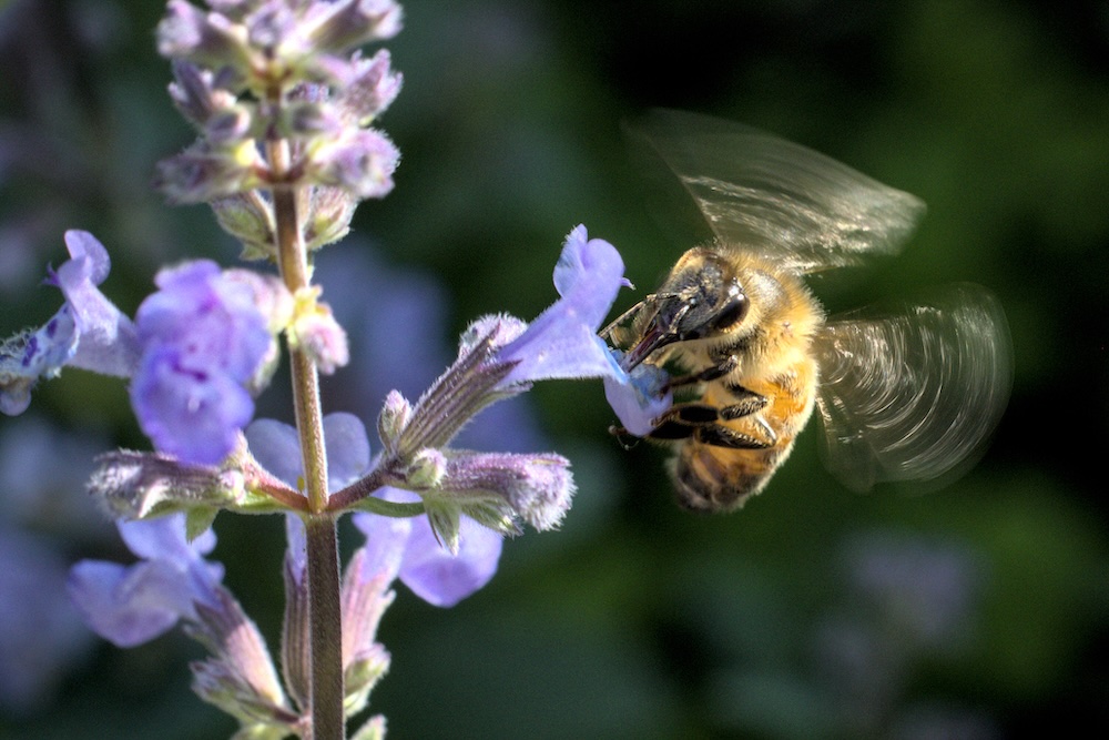 A bee flies onto a rosemary flower