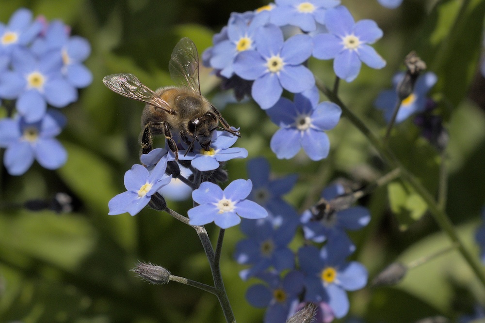 A bee sucks nectar from a forget-me-not flower