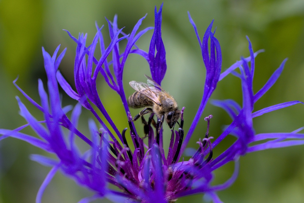 A bee balancing on a flower