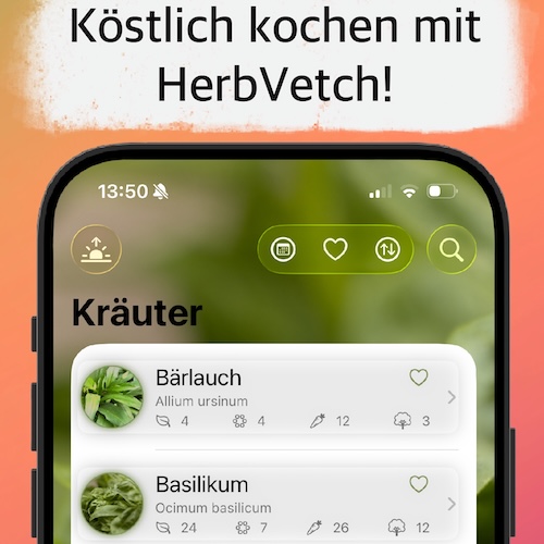 HerbVetchIcon