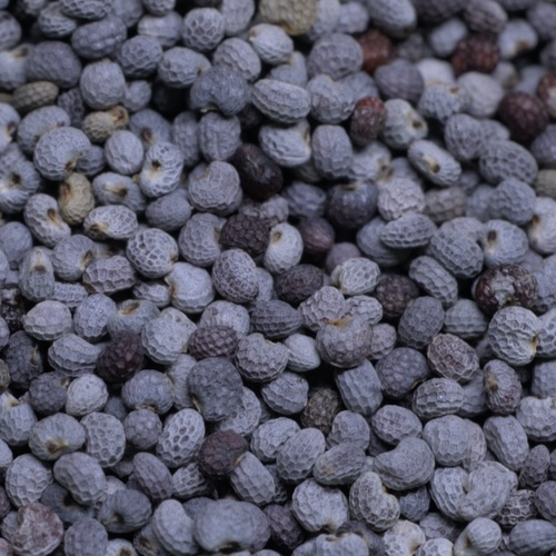 Poppy seed rolls - Making of 5