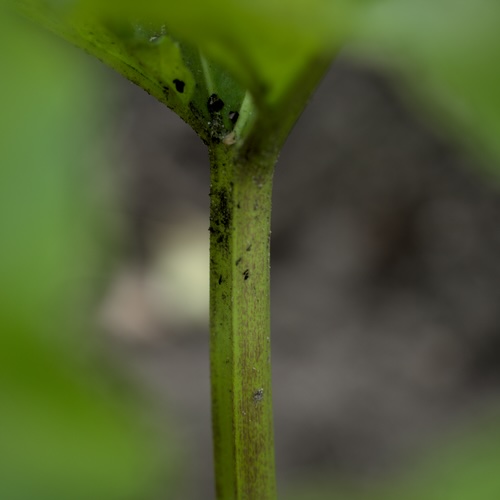Rhubarb jam with vanilla - Making of 1