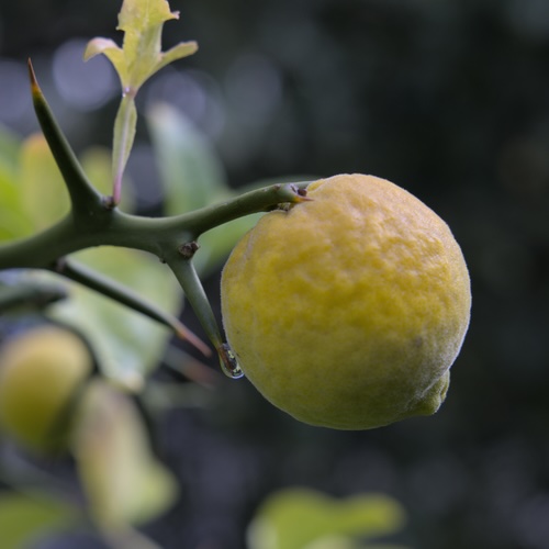 Citrus Fruit Jam - Making of 1